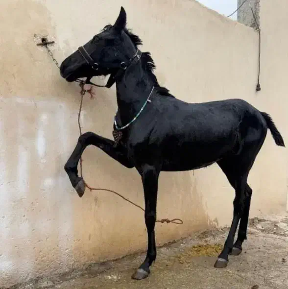 کره مادیان|اسب و تجهیزات اسب‌سواری|مرادلو, |دیوار