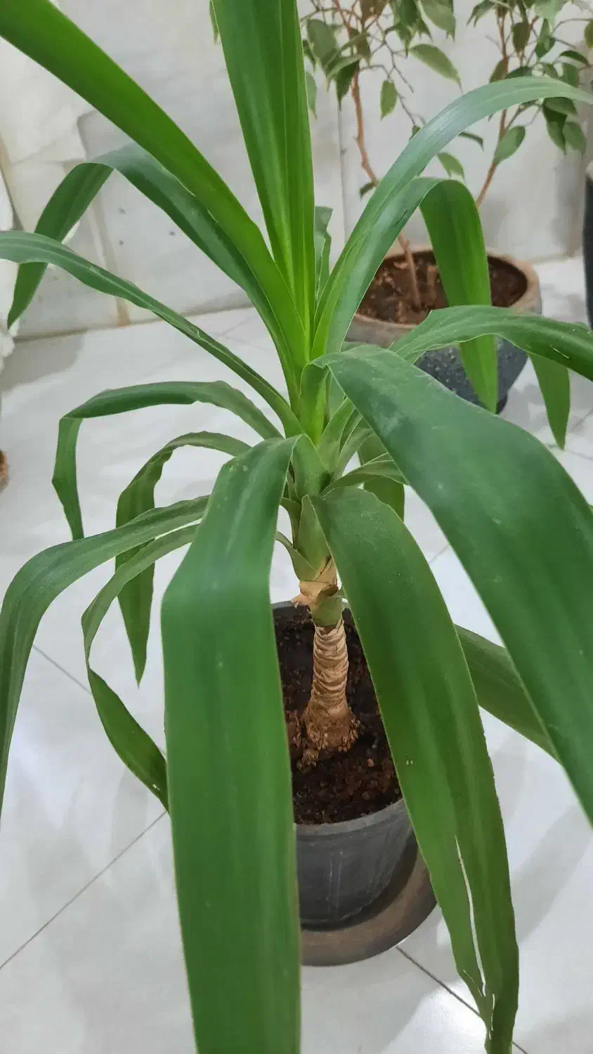 گل طبیعی|گل و گیاه طبیعی|تربت جام, والفجر|دیوار