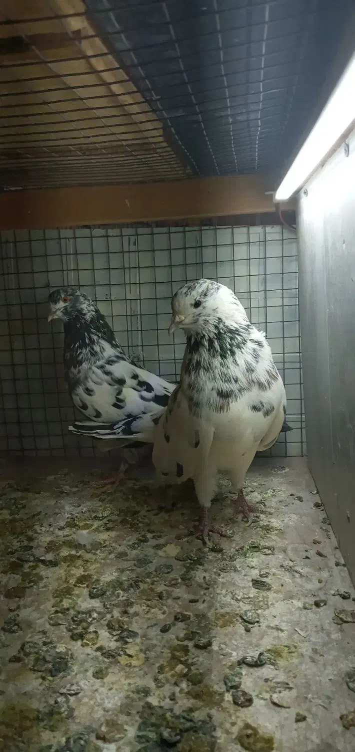 کبوتر|پرنده|رشت, قاسمیه|دیوار