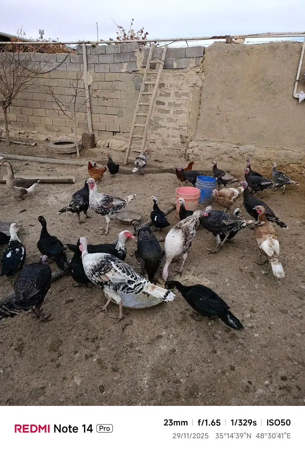 بقلمون نر و ماده خانگی|حیوانات مزرعه|کبودرآهنگ, |دیوار