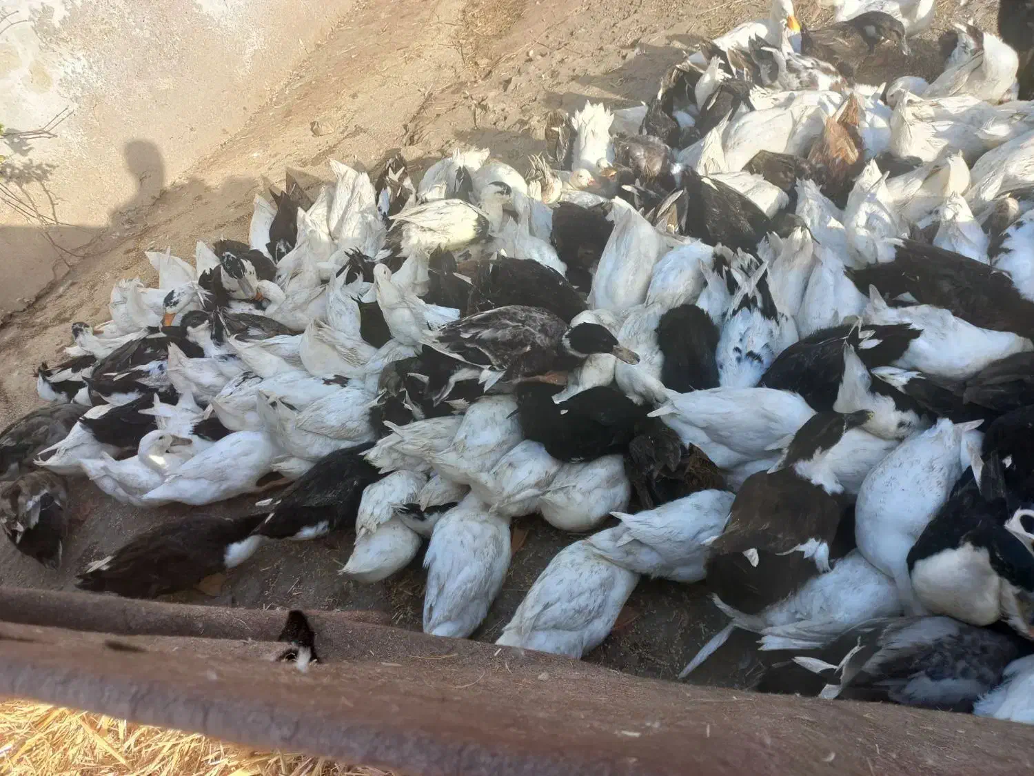 کردک ۹ماهه دانی ۳۲۰|حیوانات مزرعه|گنبد کاووس, |دیوار