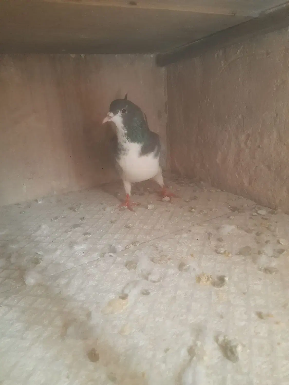 کبوتر ماده دمگیر زره ای|پرنده|اصفهان, قهجاورستان|دیوار