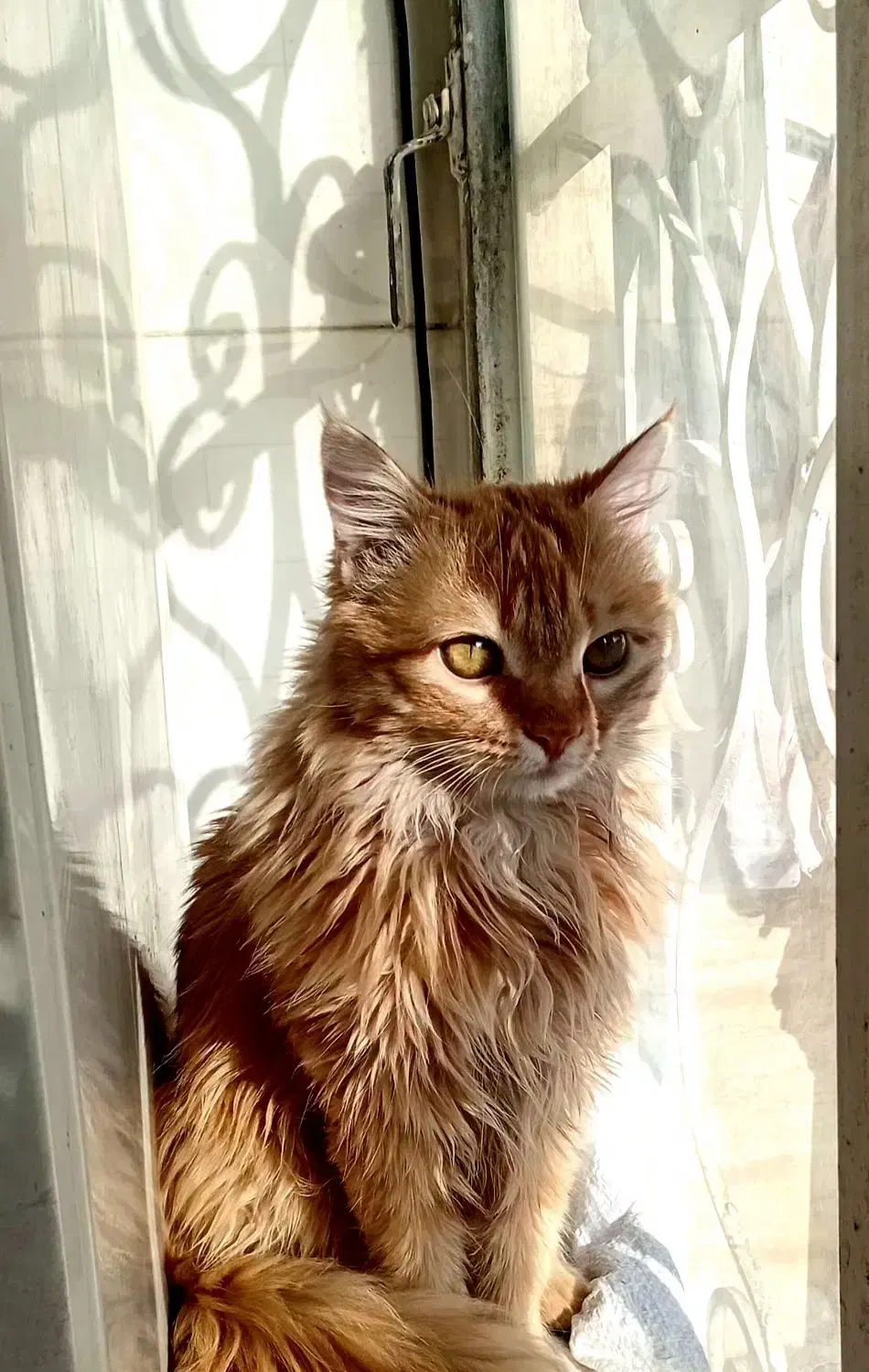 جفت گیری گربه نر|گربه|تربت‌حیدریه, کلاته توکلی|دیوار