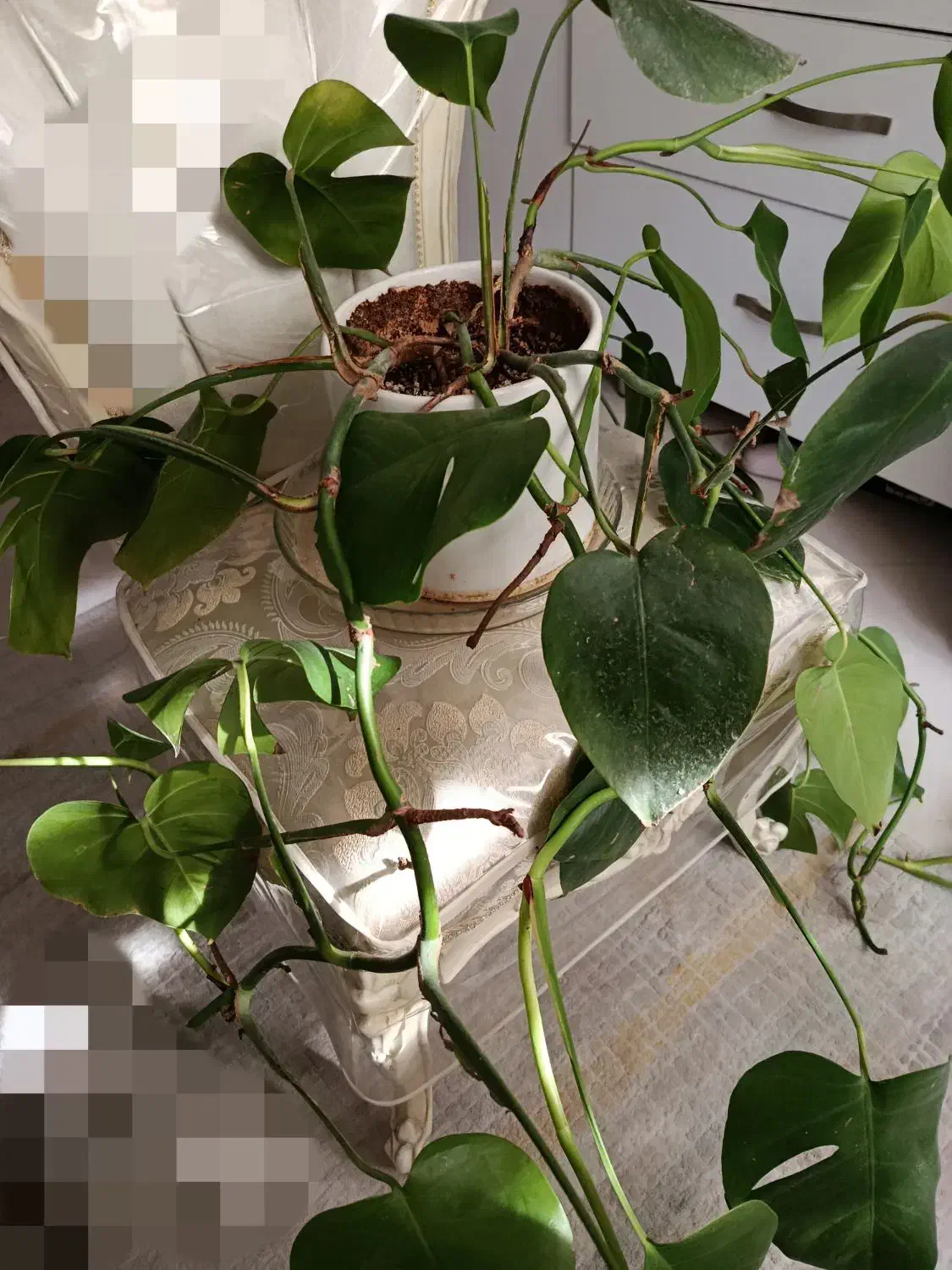 تعدادی گل اپارتمانی|گل و گیاه طبیعی|تهران, نیروی هوایی (پیروزی)|دیوار