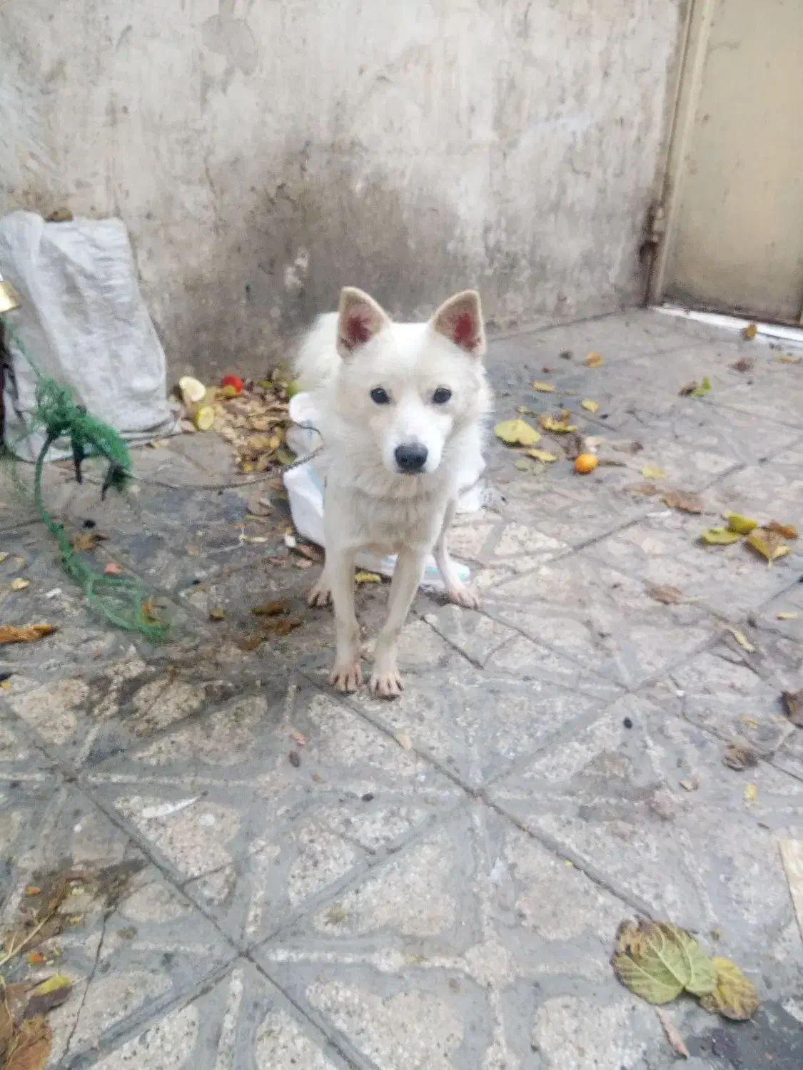 اشپیتزپامر روباهی|سگ|شیراز, شیشه‌گری|دیوار