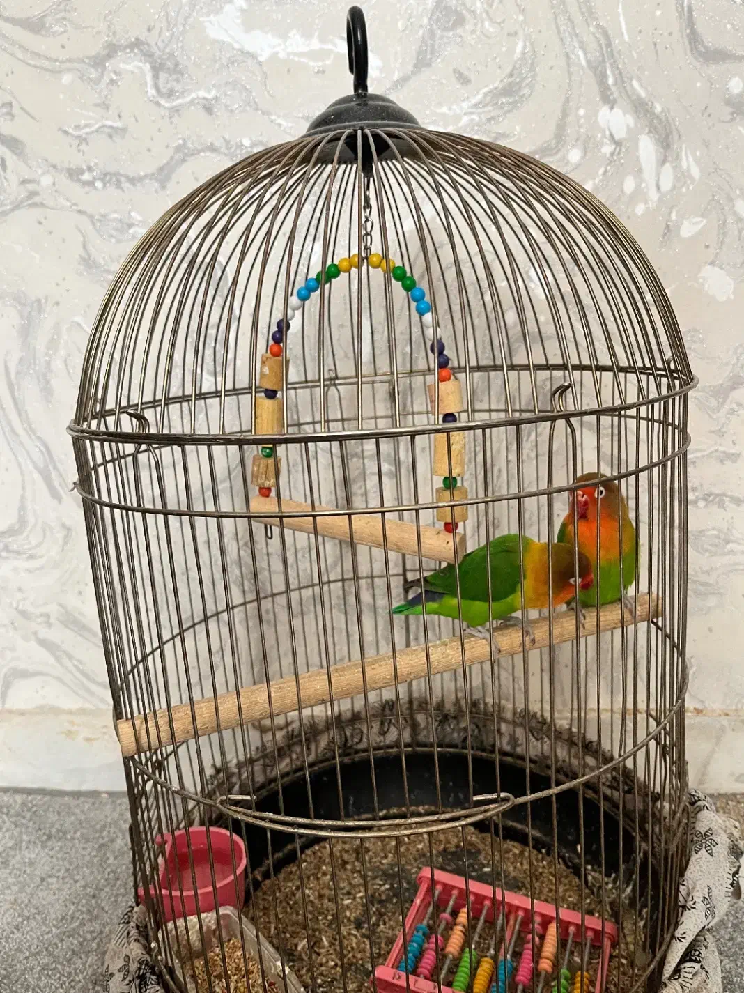 قفس پرنده|لوازم جانبی حیوانات|قم, سراجه (۱۵ خرداد)|دیوار