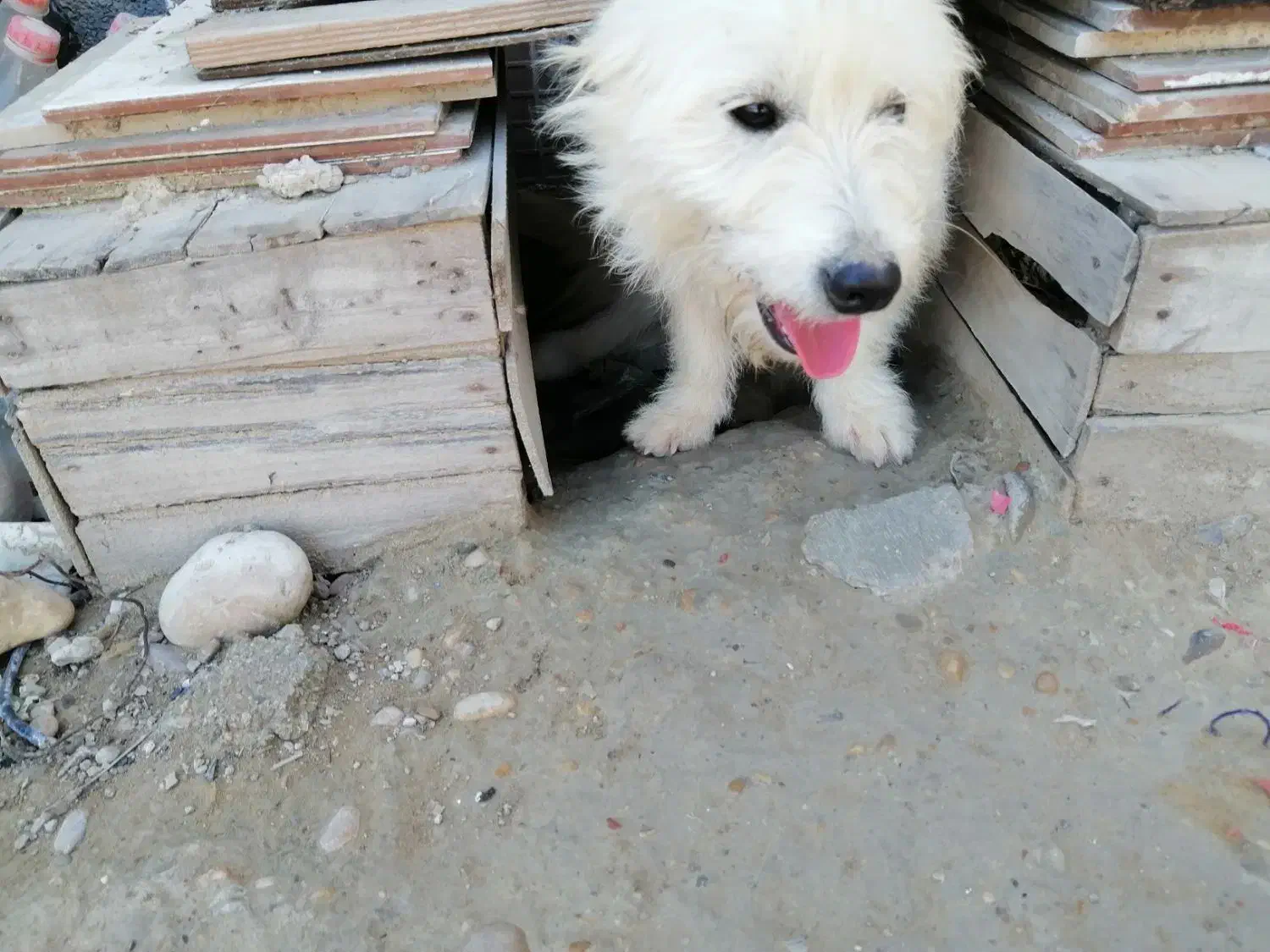 سگ.|سگ|برازجان, |دیوار