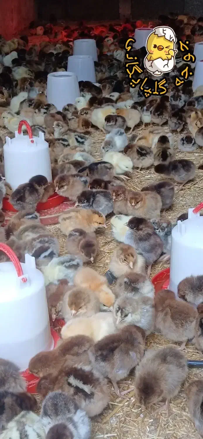 فروش جوجه گلپایگانی ۴روزه|حیوانات مزرعه|رشت, حومه رشت|دیوار