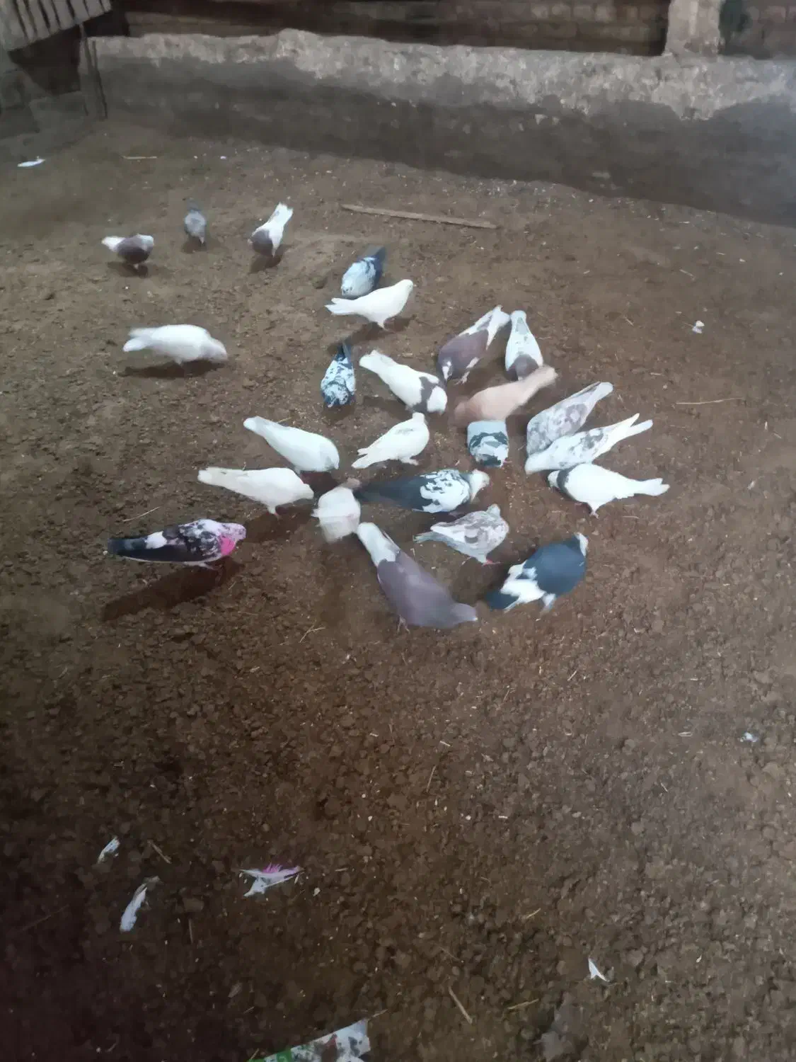 کفتر|پرنده|مهربان, |دیوار