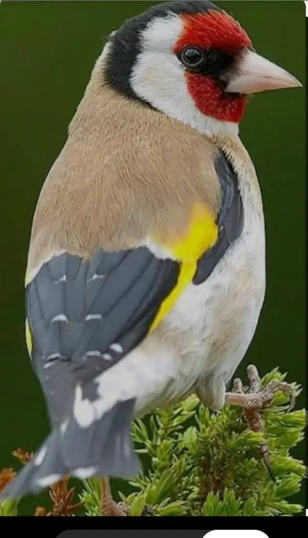 معاوضه سهره یا قناری با عکس دوم|پرنده|ایذه, |دیوار