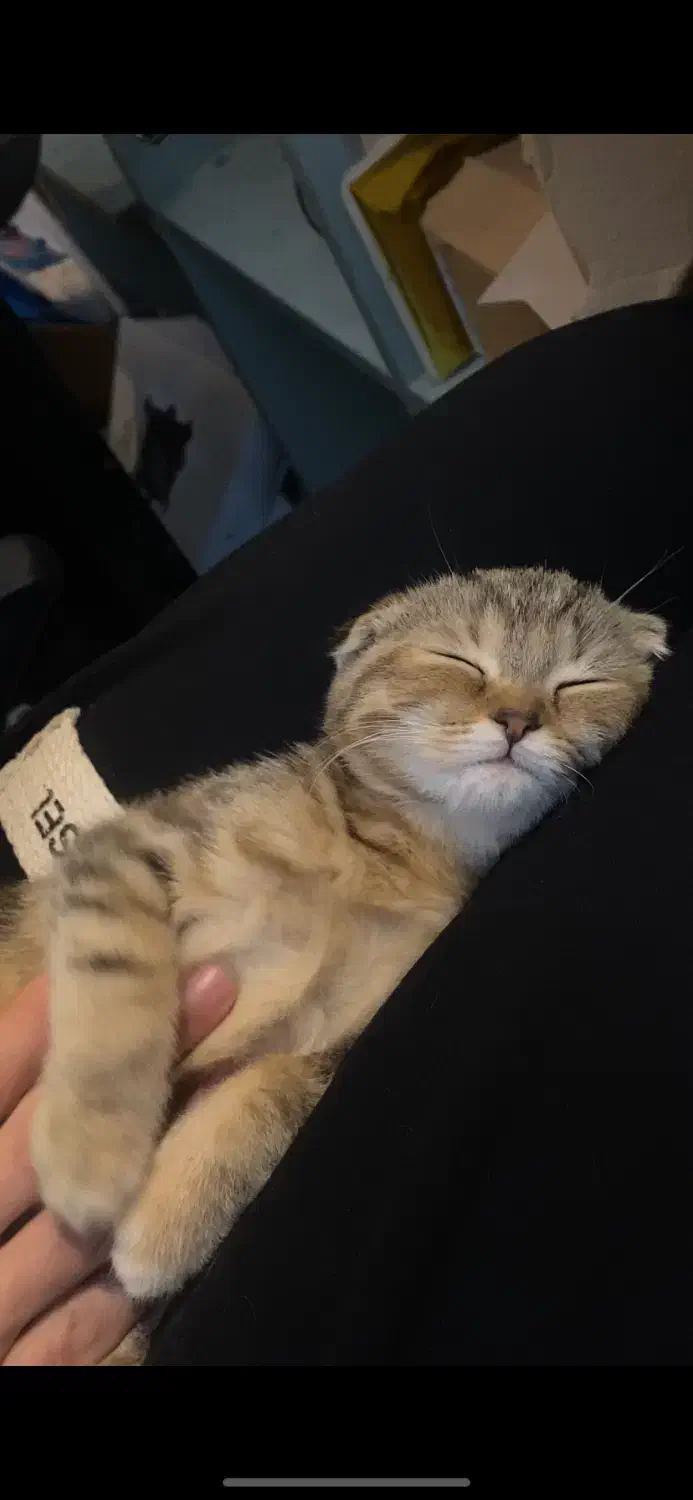 گربه اسکاتیش بریتیش|گربه|لاهیجان, شیخ زاهد|دیوار