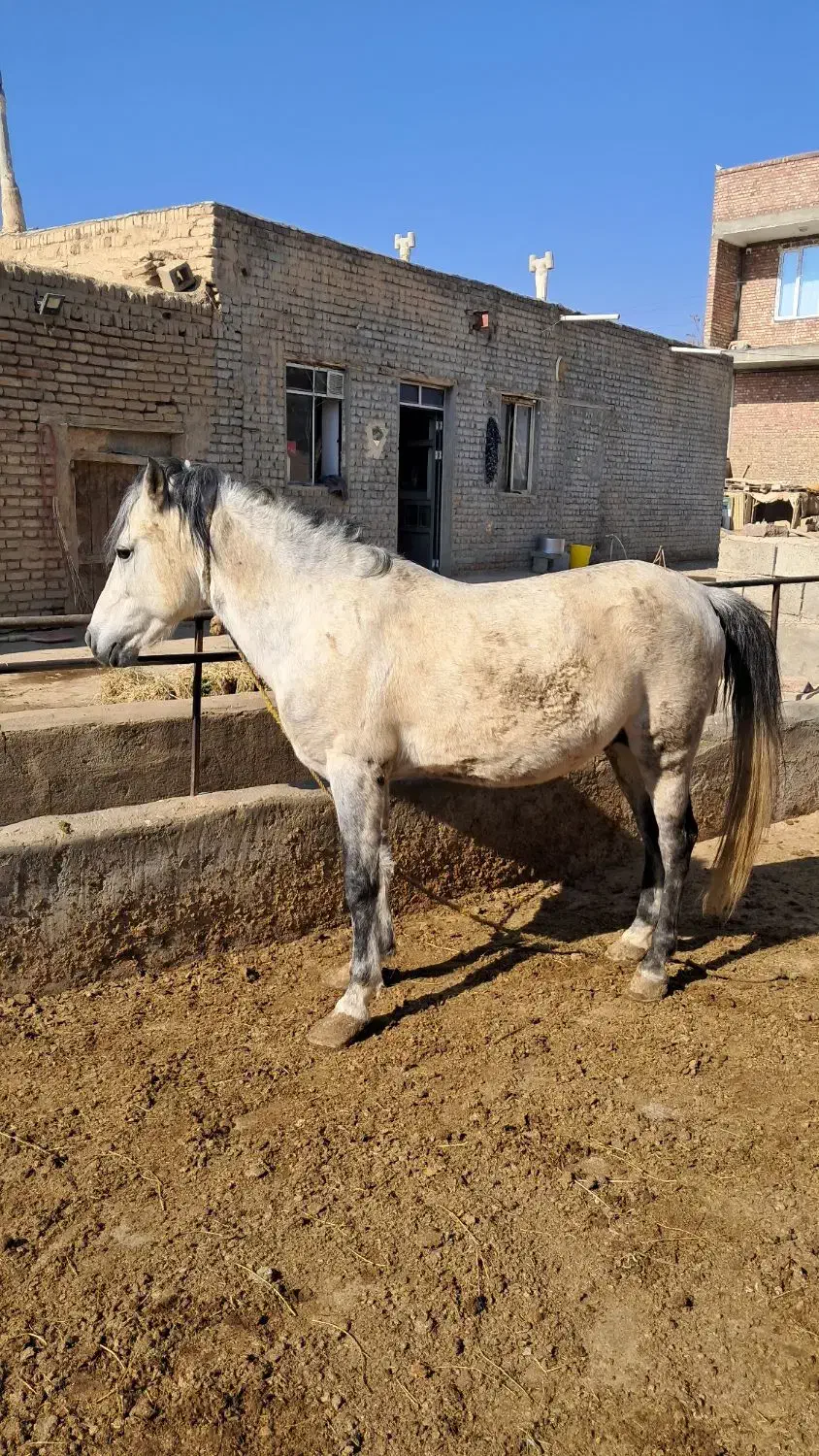 فروش اسب سفید|اسب و تجهیزات اسب‌سواری|میاندوآب, |دیوار