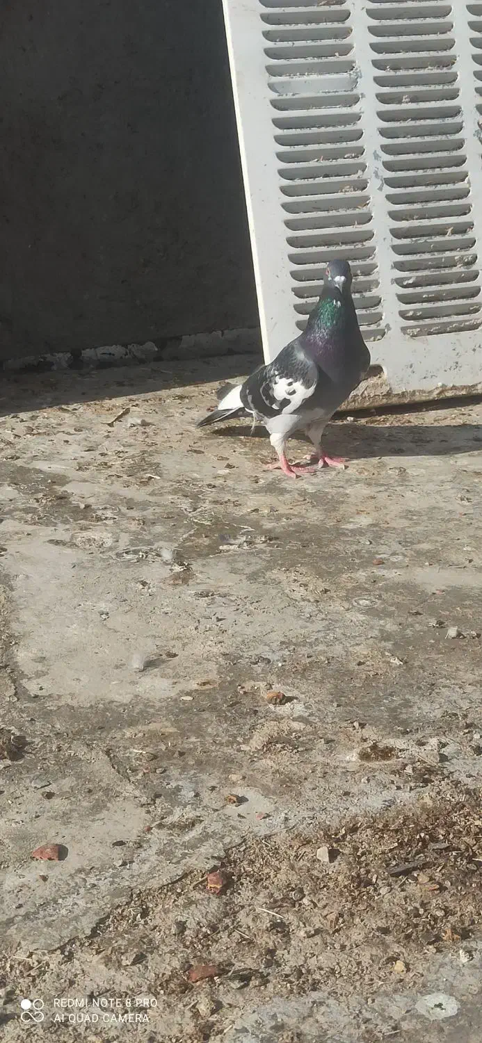 کبوتر|پرنده|زاهدان, |دیوار