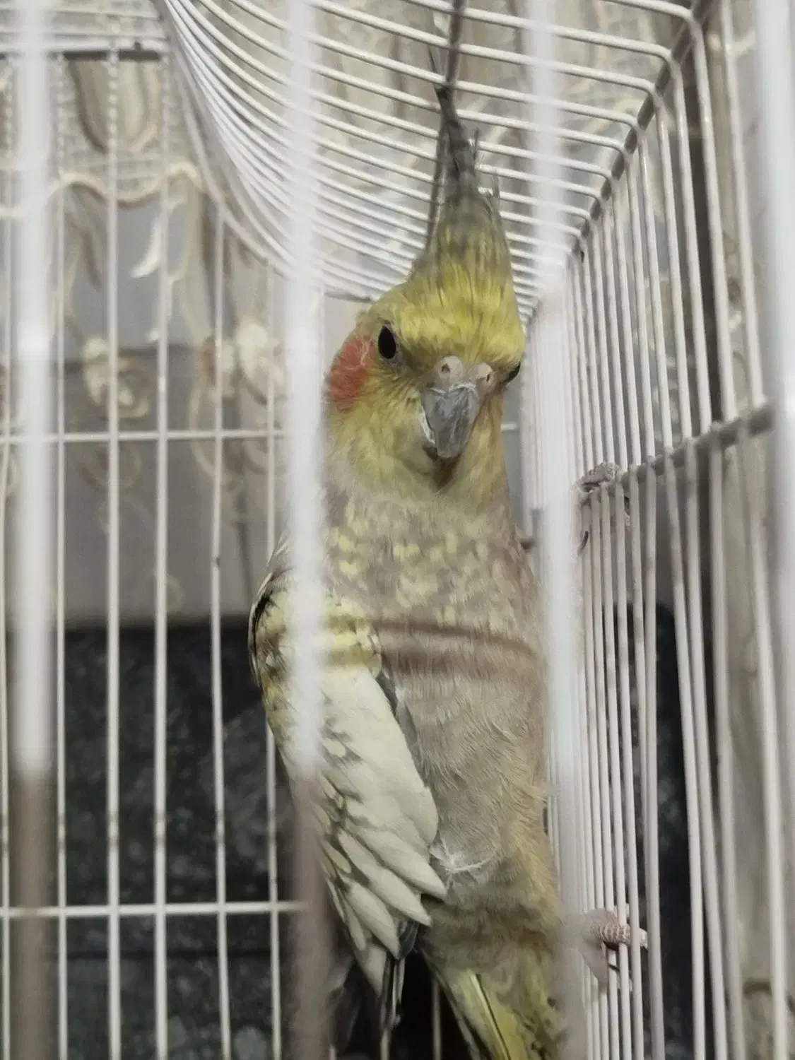 عروس هلندی دستی|پرنده|شیراز, فرودگاه شهید دستغیب شیراز|دیوار