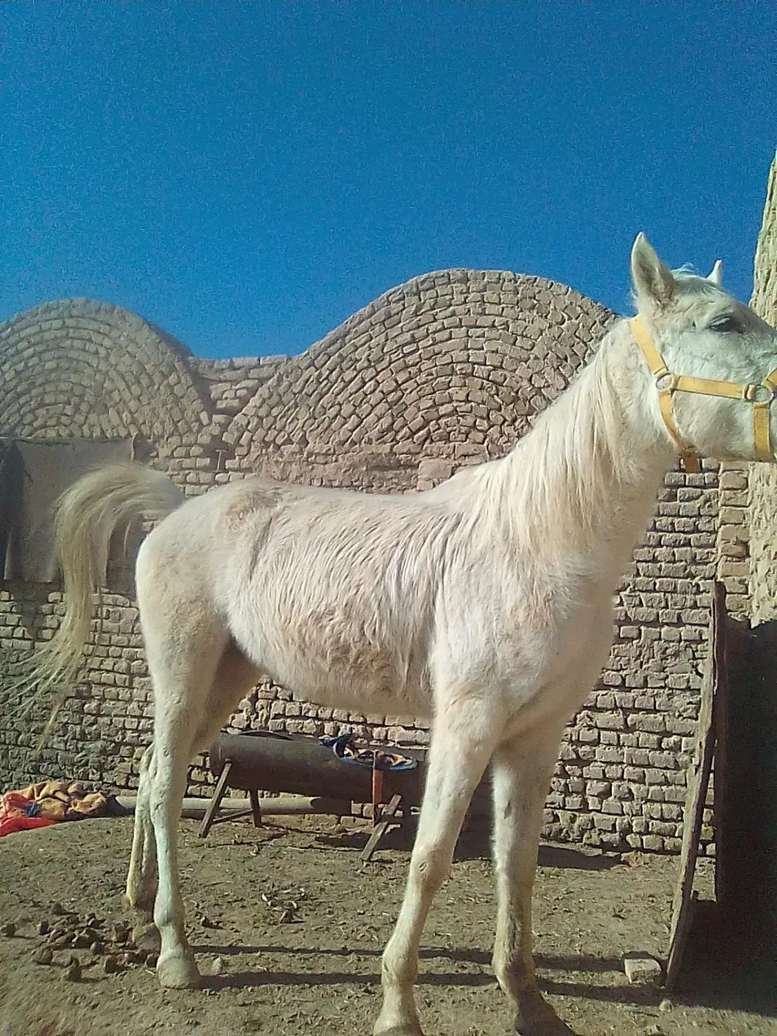 مادیان 5ماه بارداره|اسب و تجهیزات اسبسواری|پیشوا, |دیوار