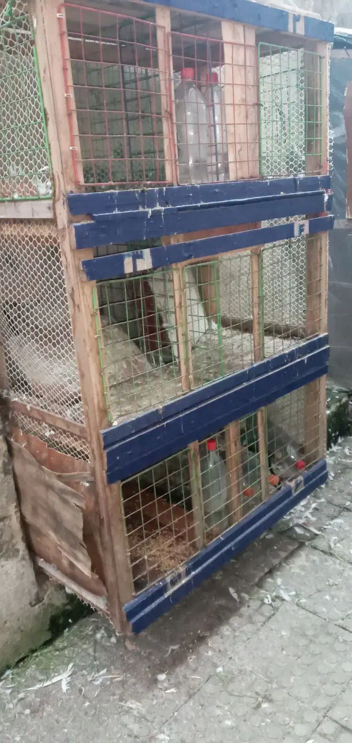 جفتگا کبوتر'|لوازم جانبی حیوانات|رشت, باهنر|دیوار