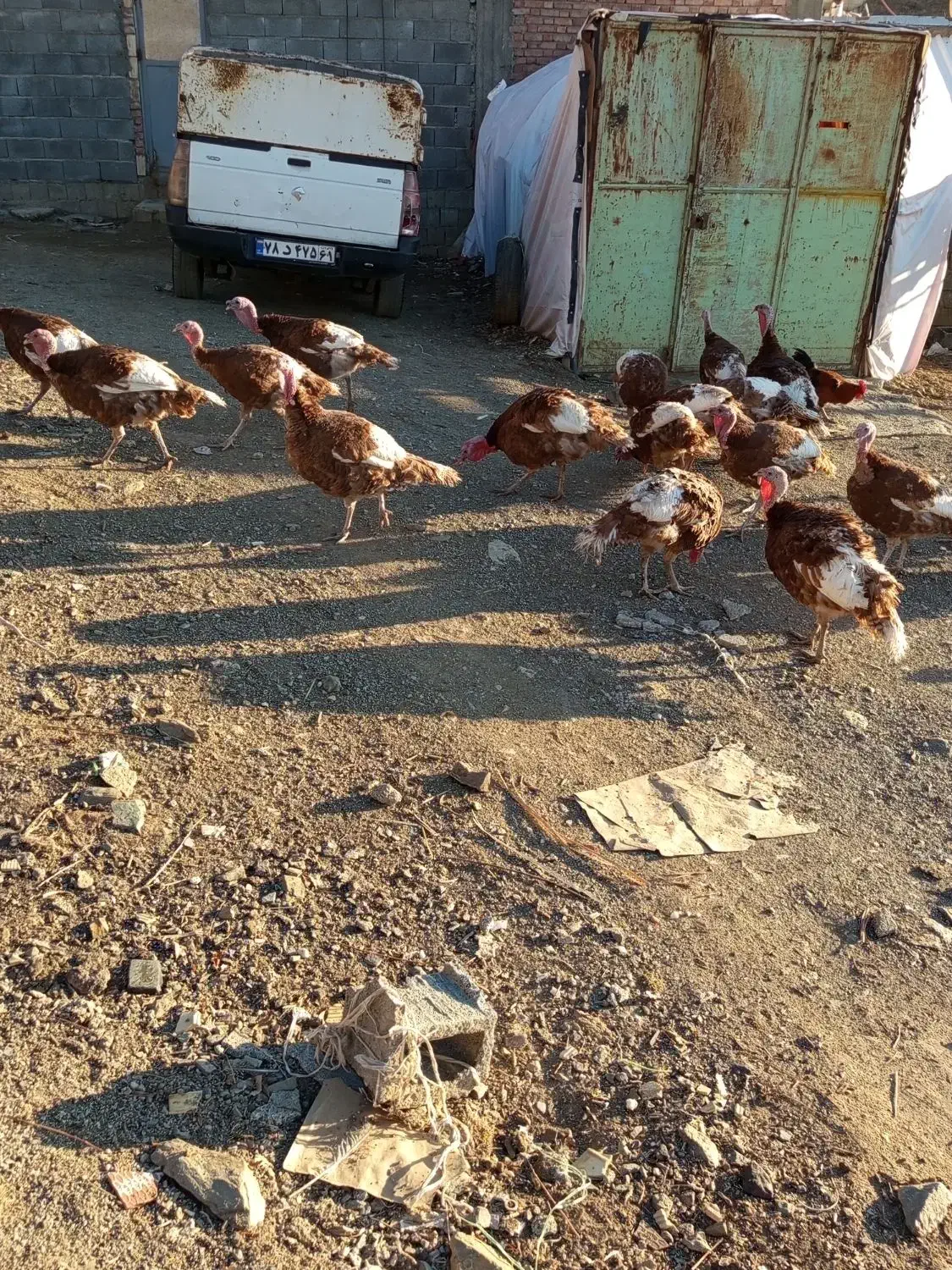 بوقلمونمحلینر|حیوانات مزرعه|بانه, |دیوار