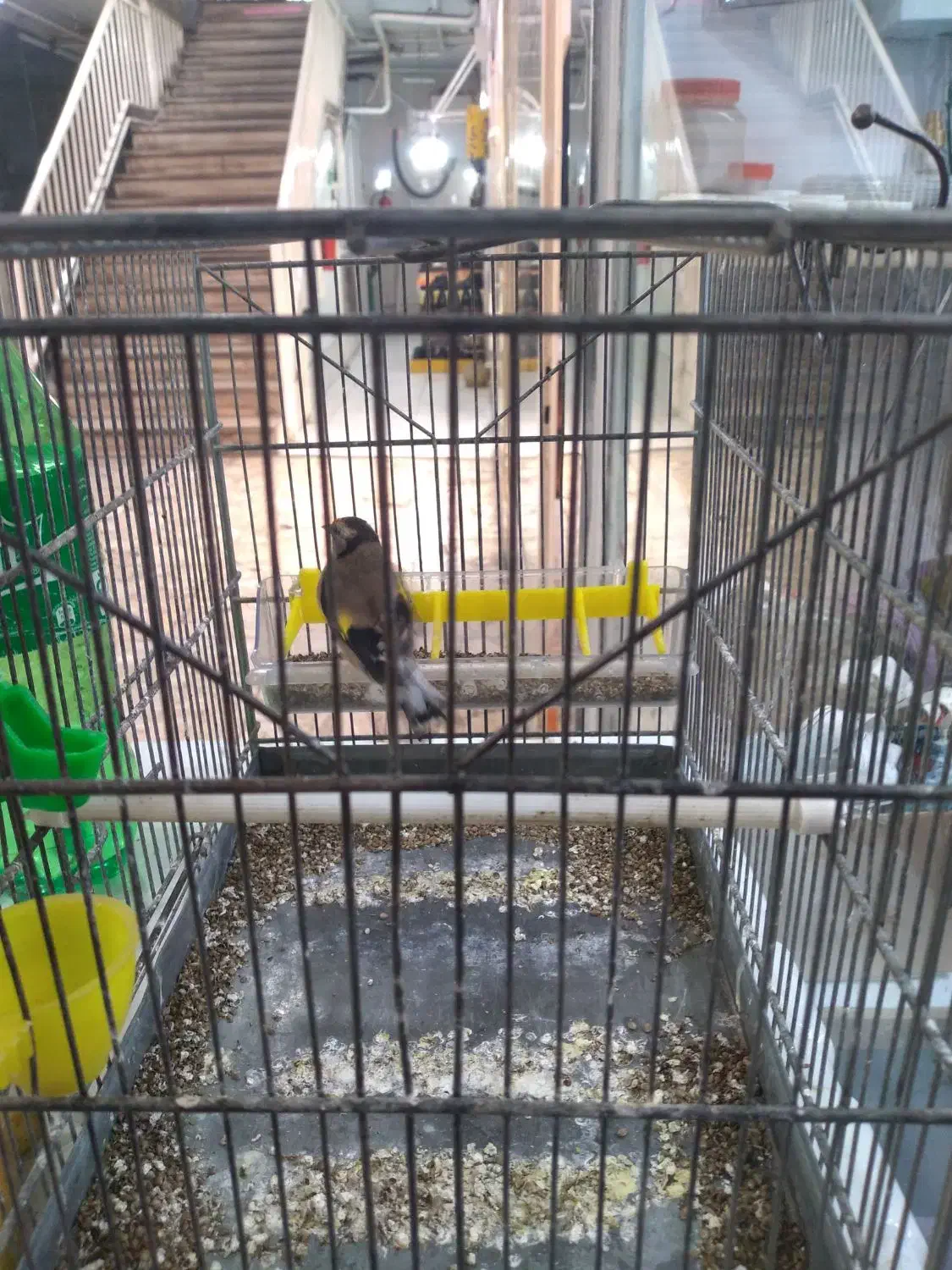 سهره نر تازه ریز خونی میکنه|پرنده|تهران, گلاب دره|دیوار