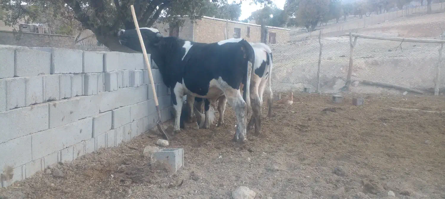 گوساله|حیوانات مزرعه|پاتاوه, |دیوار