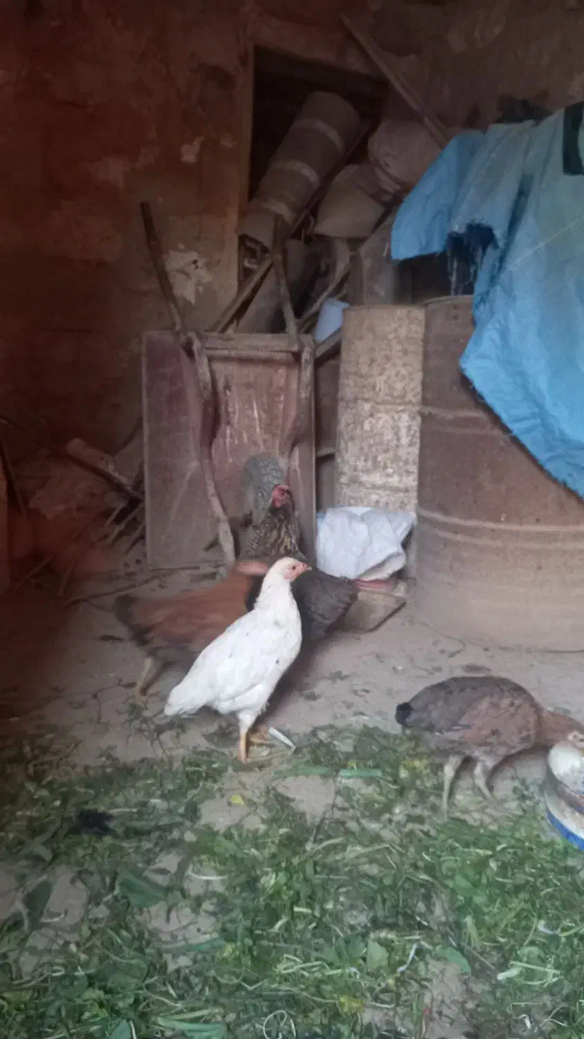 جوجه ۵ماهه و یک عدد مرغ|حیوانات مزرعه|شباب, |دیوار
