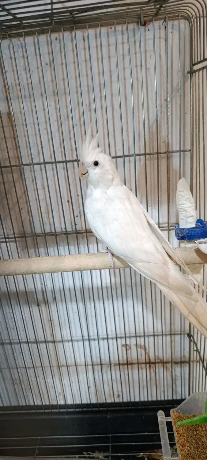 عروس هلندی ماده آلبینو مست و آماده نیمه رام طوطی|پرنده|سنندج, |دیوار