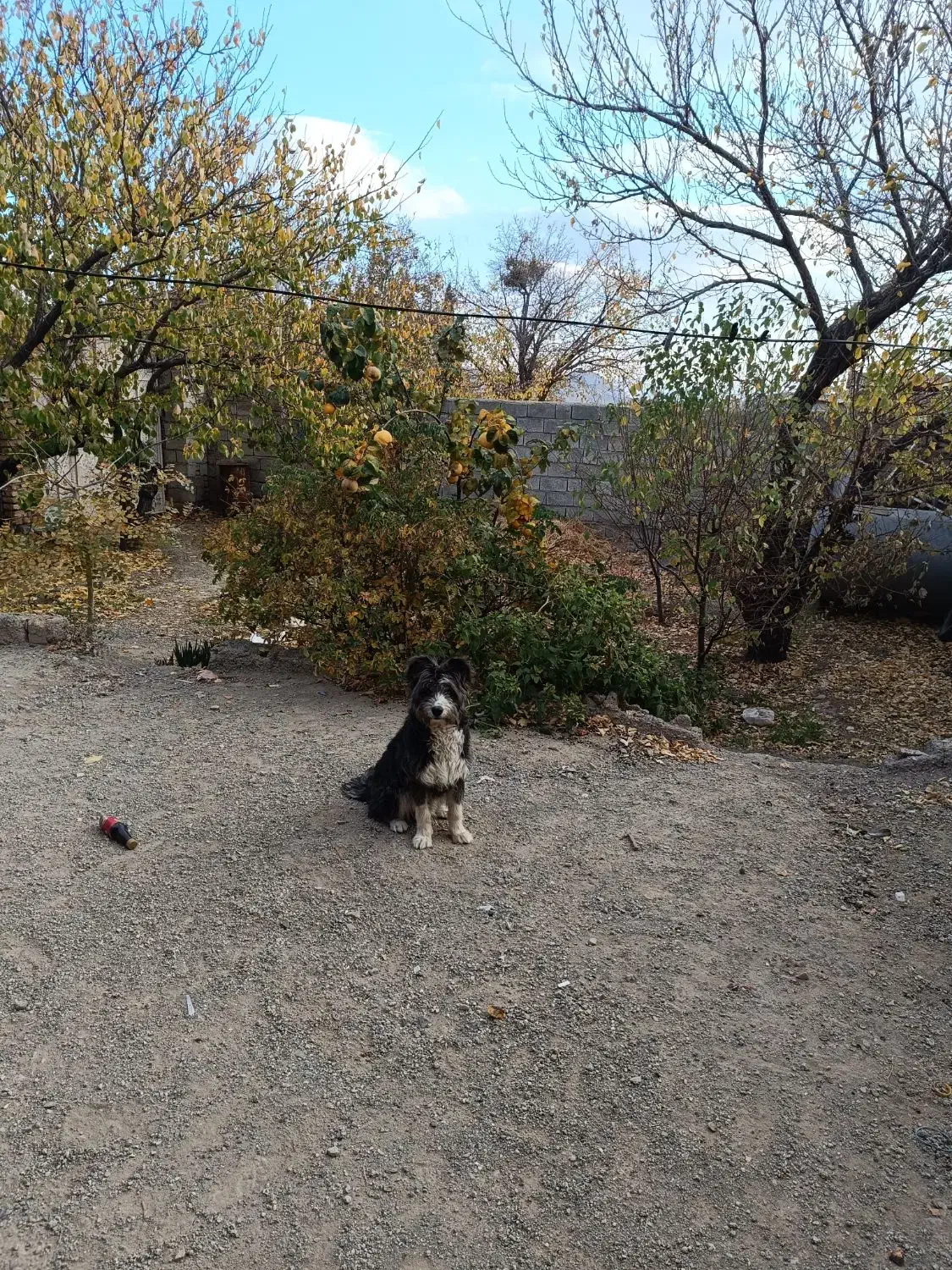 سگ شیتزو|سگ|بافت, |دیوار