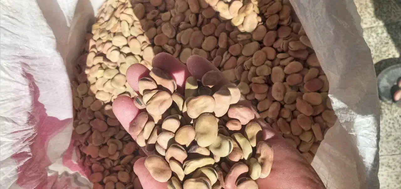 باقلهشاخبزیبوجاریشدهکیلویی۱۰۰|خوردنی و آشامیدنی|چگنی, |دیوار