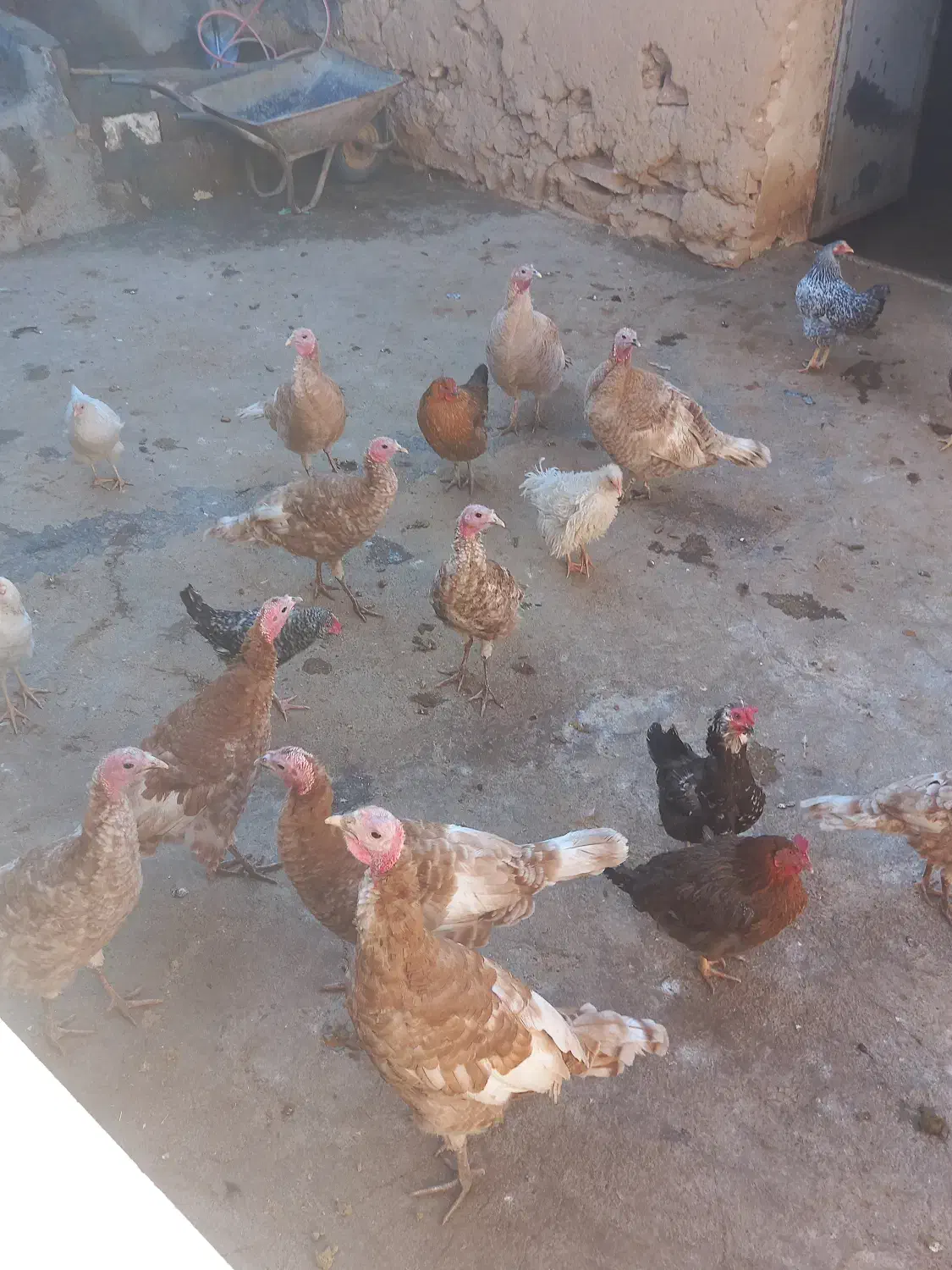 بوقلمون های ماده و نر سرجمع و تکی|حیوانات مزرعه|دیواندره, |دیوار