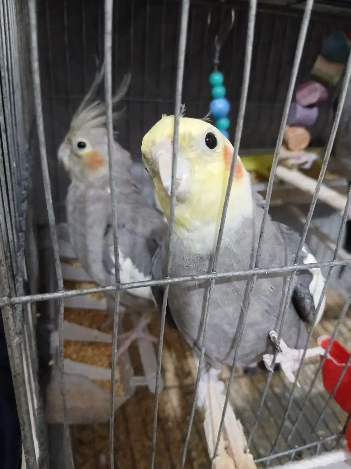 عروس هلندی|پرنده|لنگرود, |دیوار