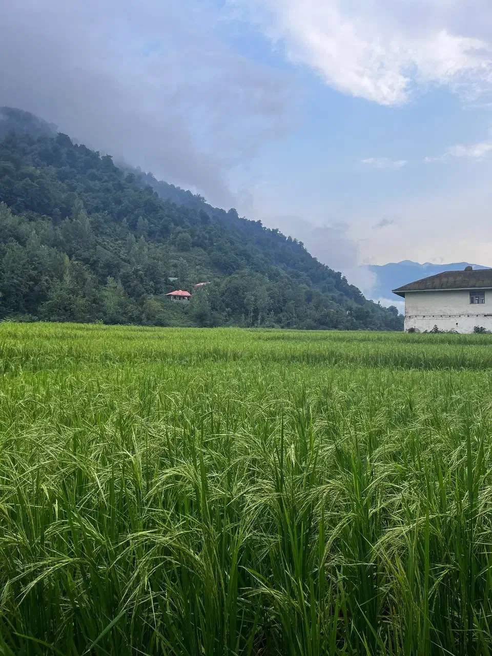 چتر سایبان درجه یک|کوهنوردی و کمپینگ|محمودآباد, |دیوار