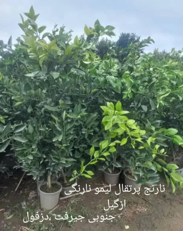 تولیدمرکبات جنوب نهال زغال اخته درخت یاس هلندی|خدمات باغبانی و درختکاری|قم, تعویض پلاک|دیوار