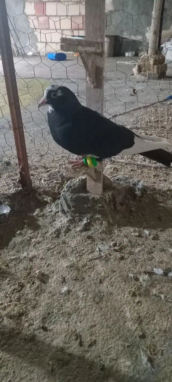 کفتر قره مینا کرمانی صید|پرنده|مشهد, شهرک شهید باهنر|دیوار