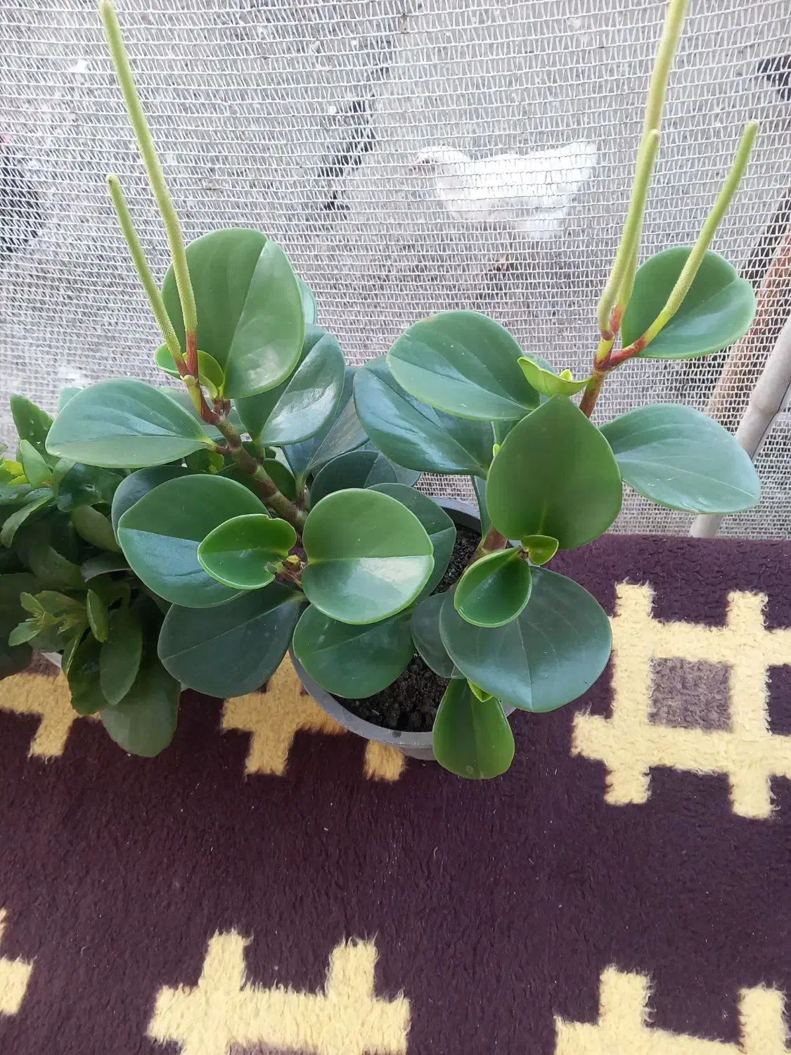 گل های آپارتمانی|گل و گیاه طبیعی|سیاهکل, |دیوار