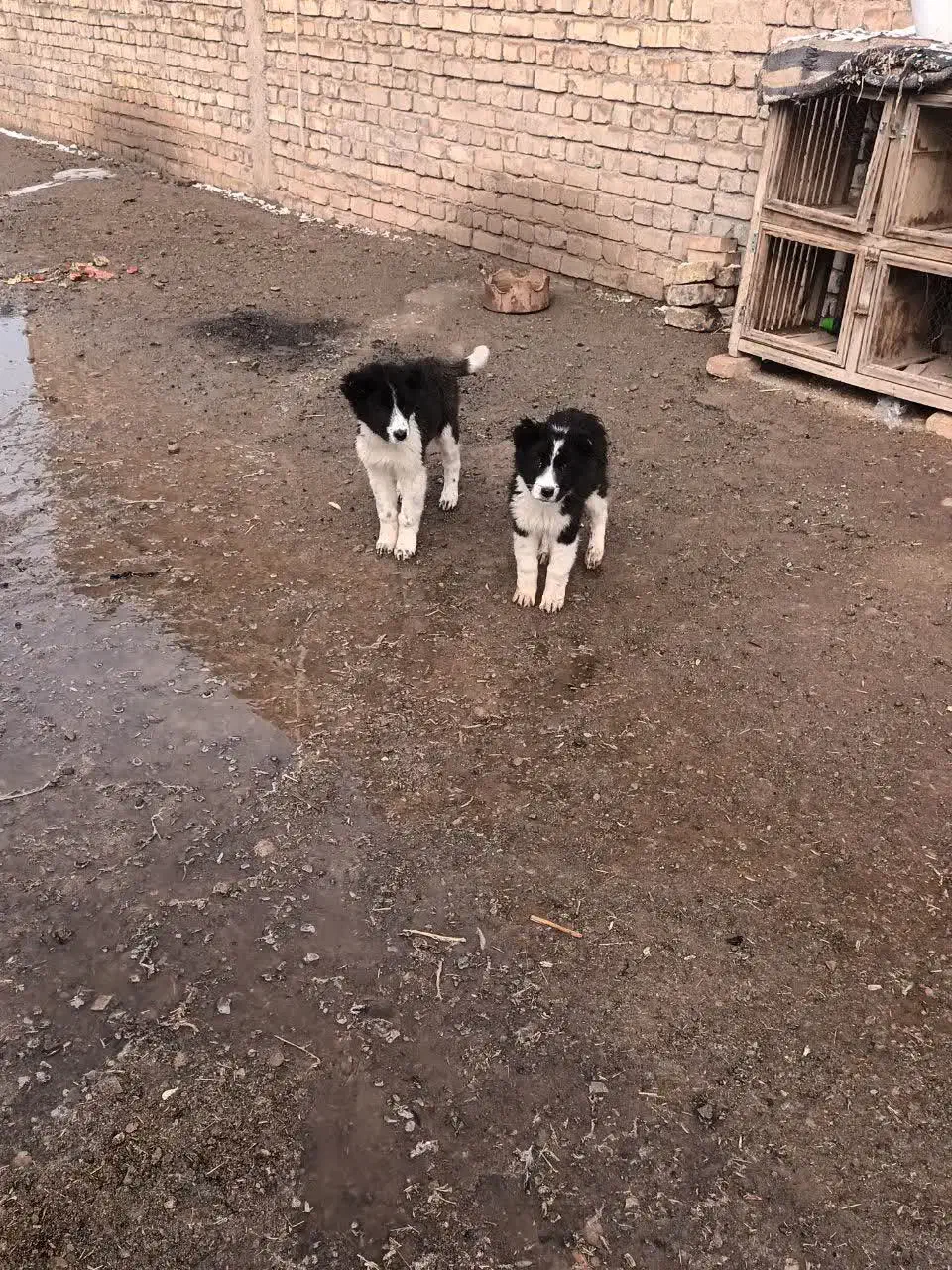 توله سگ|سگ|سلفچگان, |دیوار