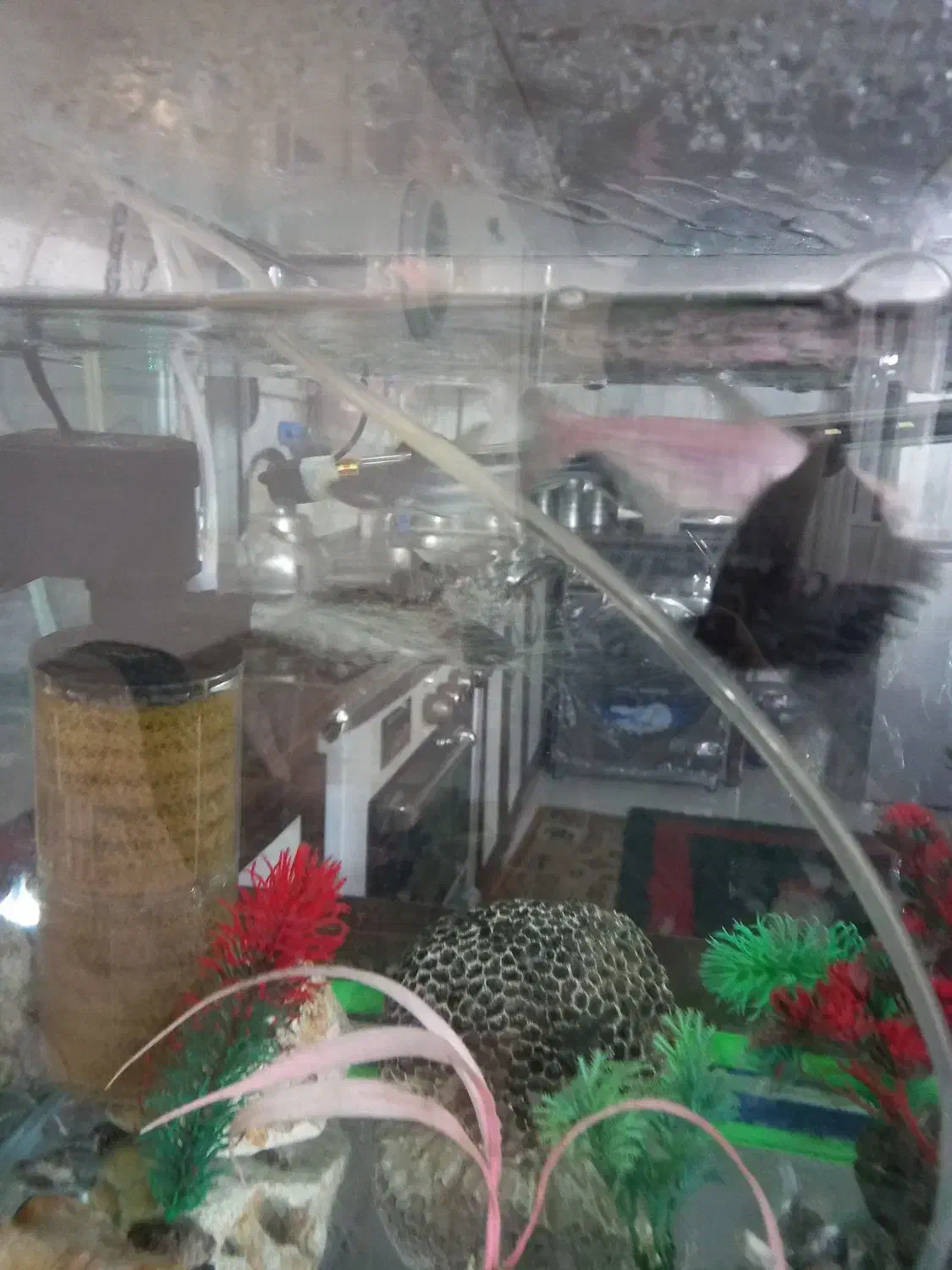 اکواریم و ۶ عدد ماهی گوشت خوار قیمت ۳میلون|ماهی|حبیب آباد, |دیوار