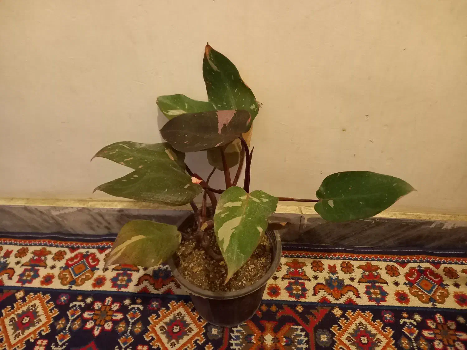 سینگونیوم ابلق|گل و گیاه طبیعی|بروجرد, |دیوار