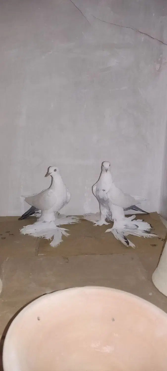 کبوتر|پرنده|تبریز, |دیوار