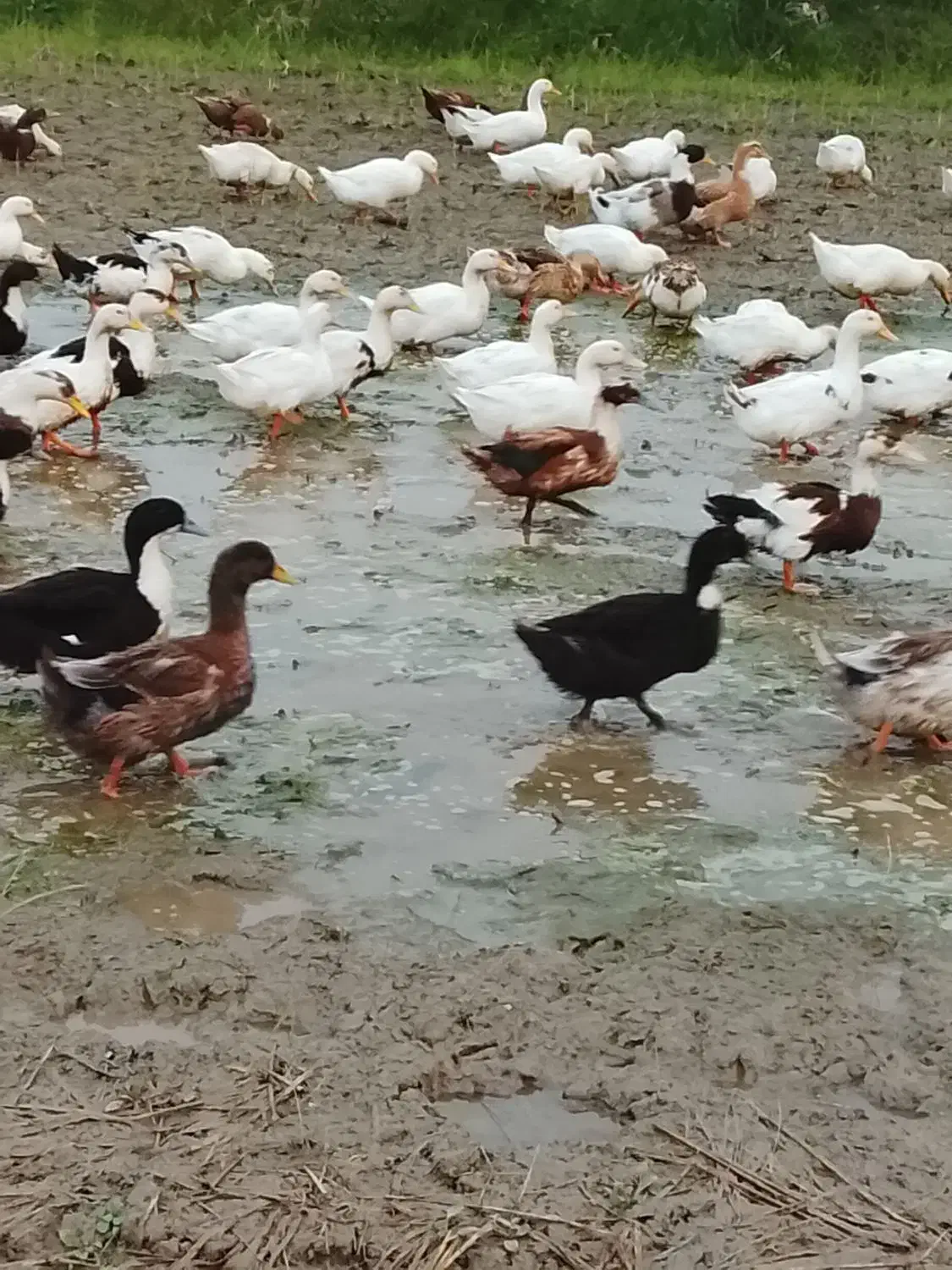 فروش اردکی محلی ۴ ماهه|حیوانات مزرعه|رودسر, |دیوار