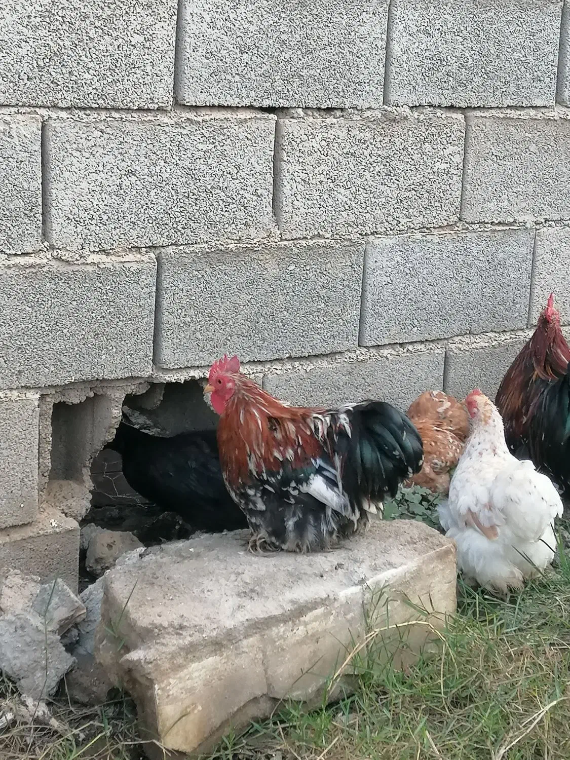 خروس کوشین|حیوانات|گنبد کاووس, |دیوار