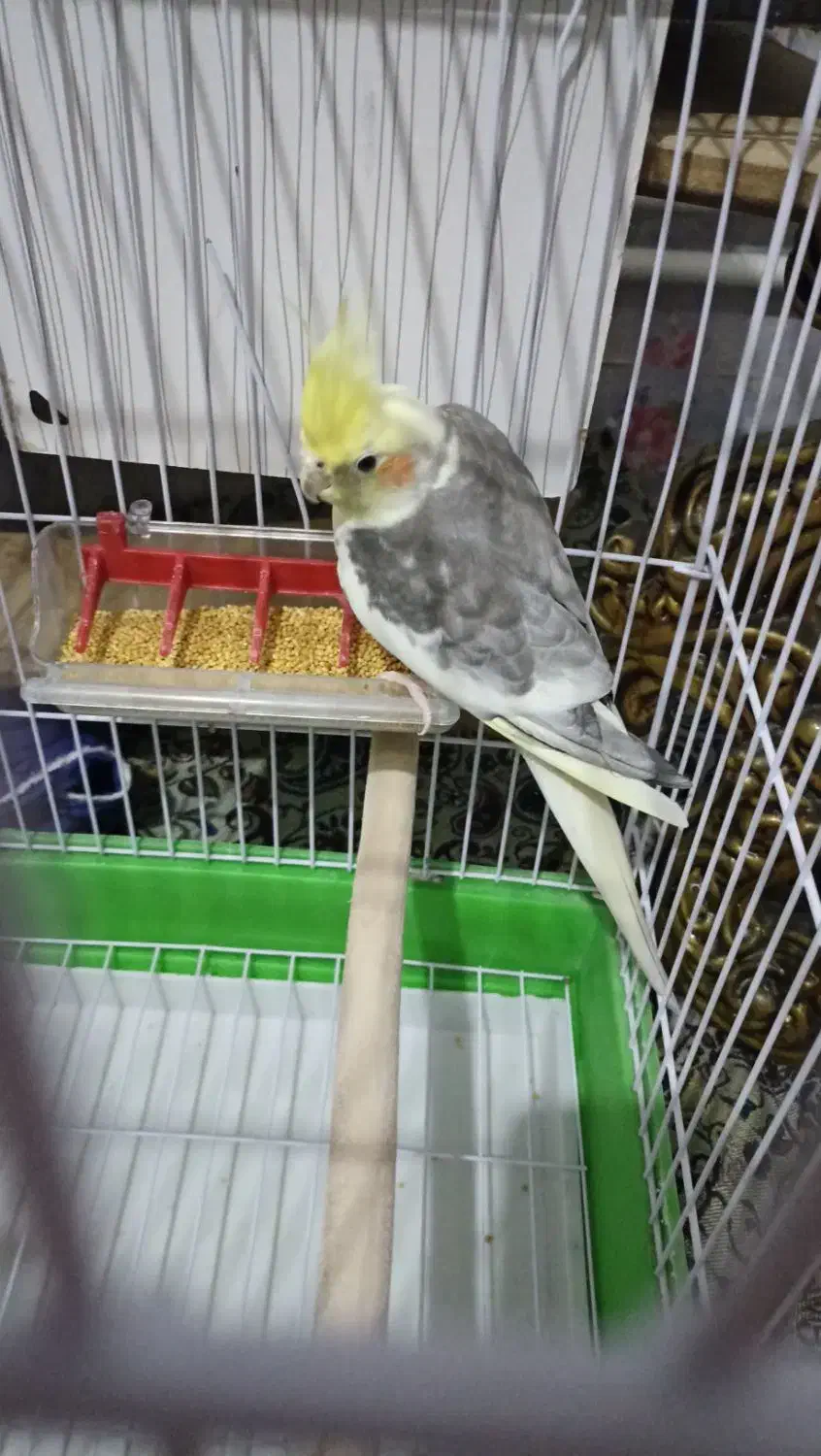 فروش عروس هلندی|پرنده|سهند, |دیوار