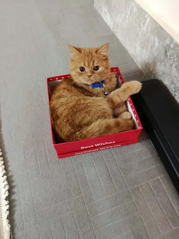 گربه پرشین|گربه|مشهد, منزل آباد|دیوار