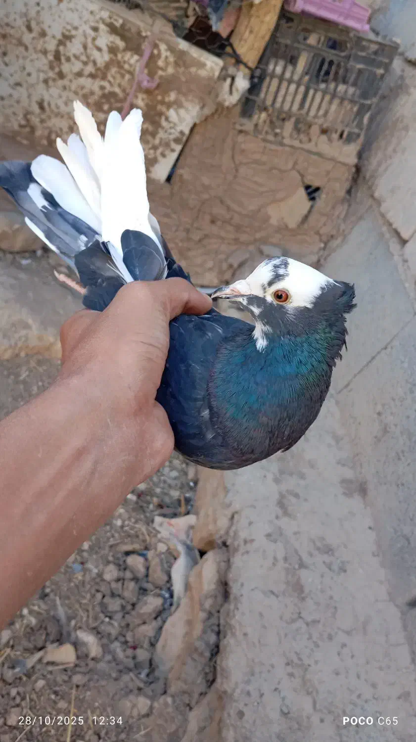 کبوتر|پرنده|طرهان, |دیوار