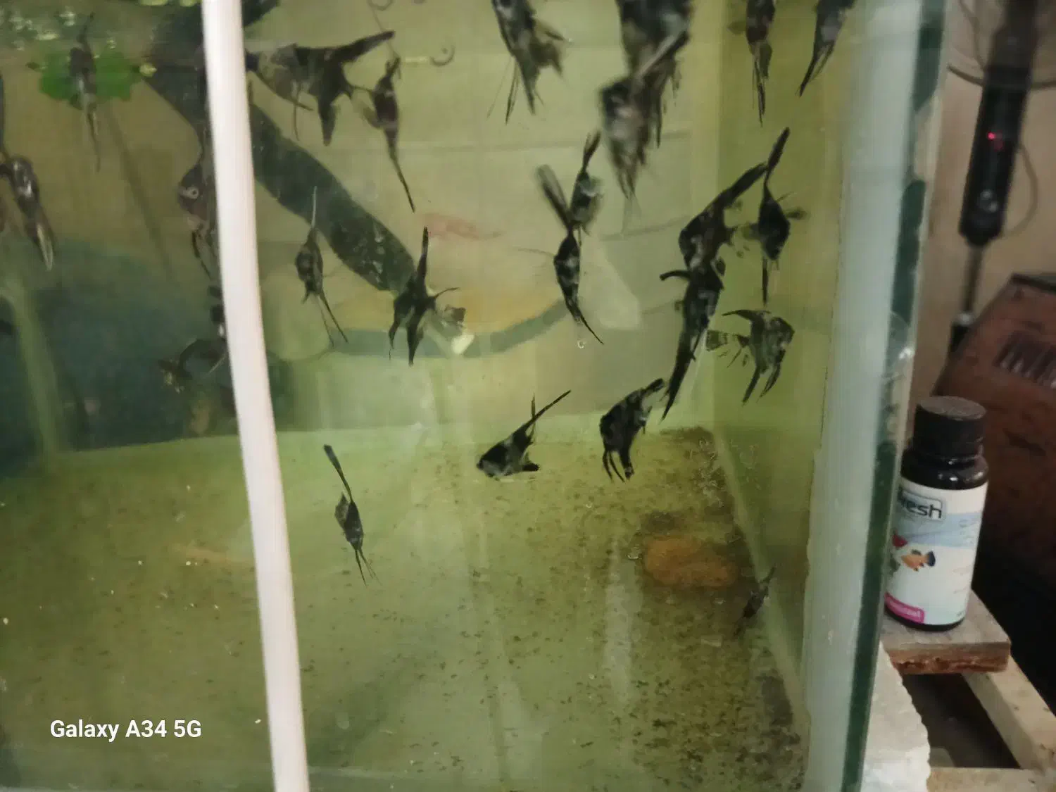 ماهی گوپی مولی انجل کوریدوراس تایگر بارب|ماهی|تهران, گلستان (شهرک راه آهن)|دیوار