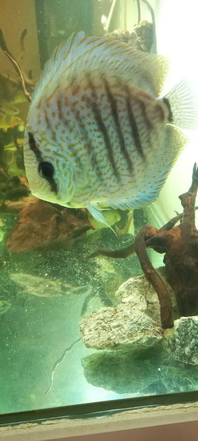 دیسکس|ماهی|اردبیل, |دیوار