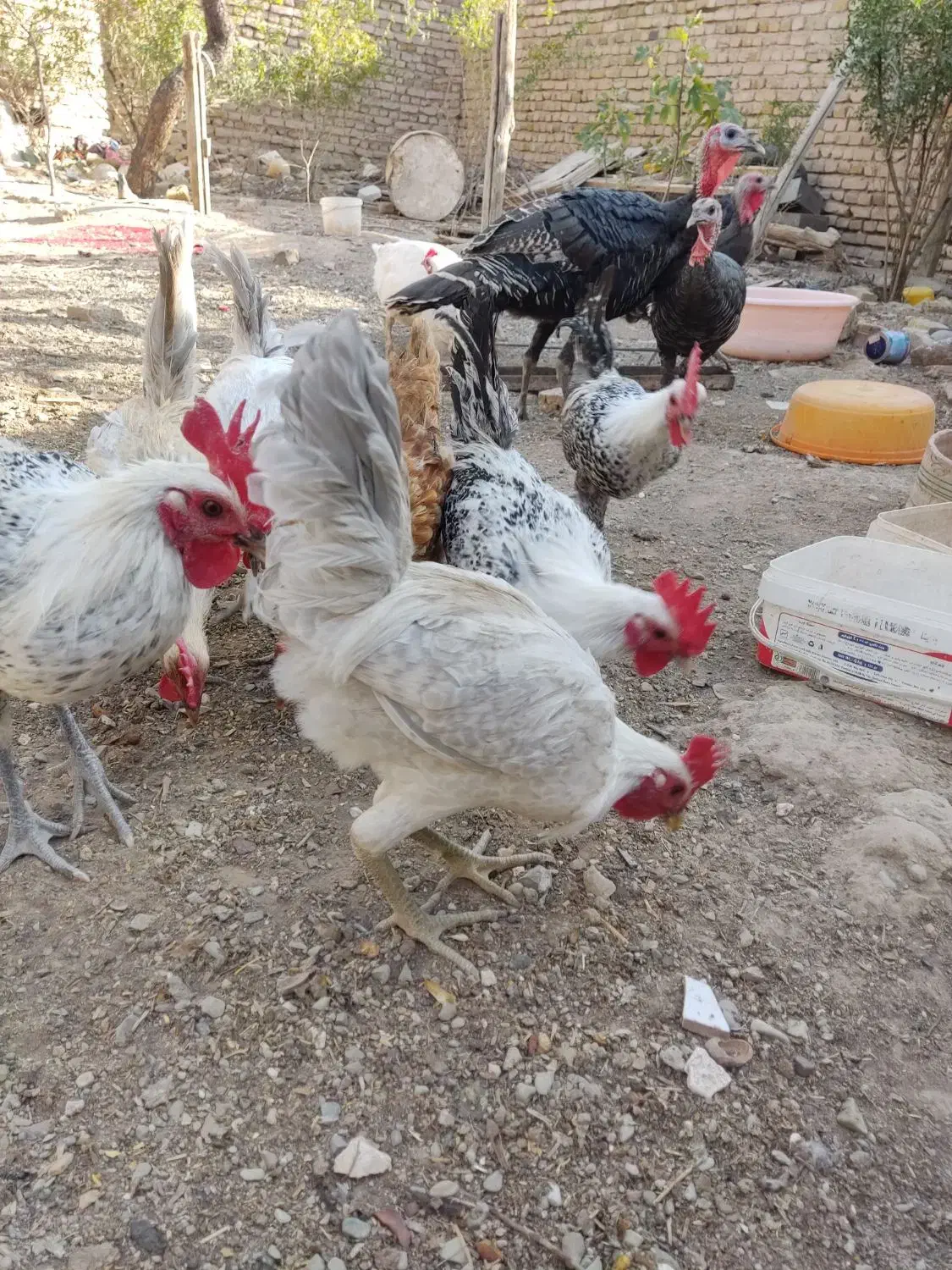 خروس|حیوانات مزرعه|تربتحیدریه, شهید بهشتی|دیوار