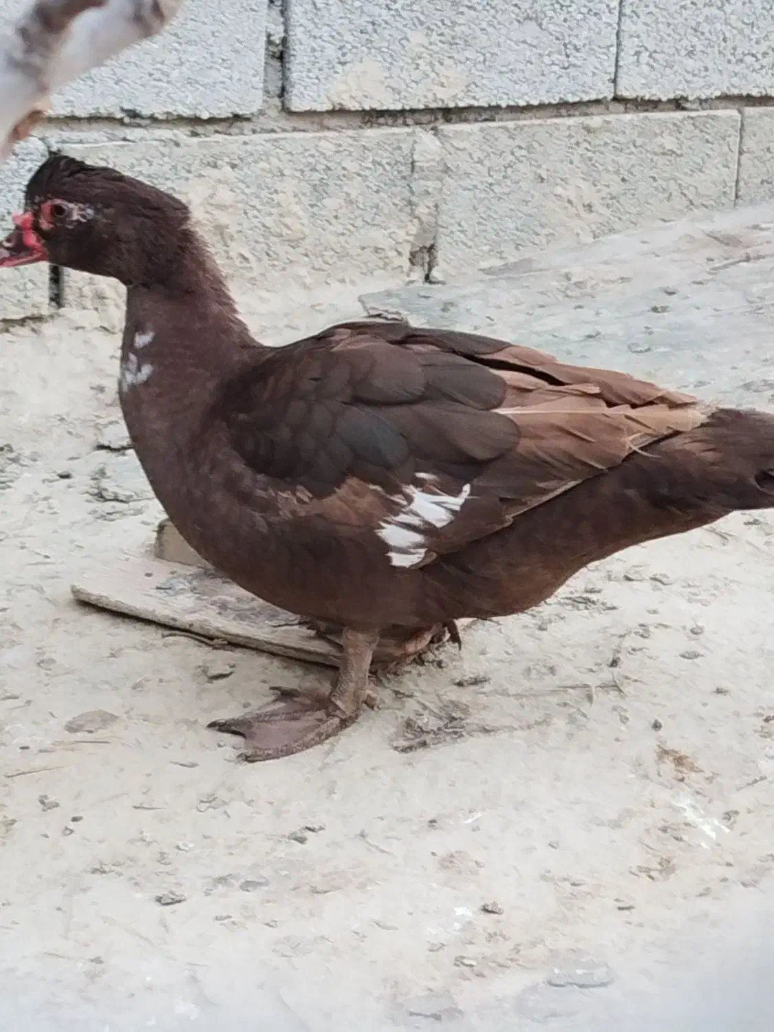 اردک اسرائیلی|حیوانات مزرعه|گمیشان, |دیوار