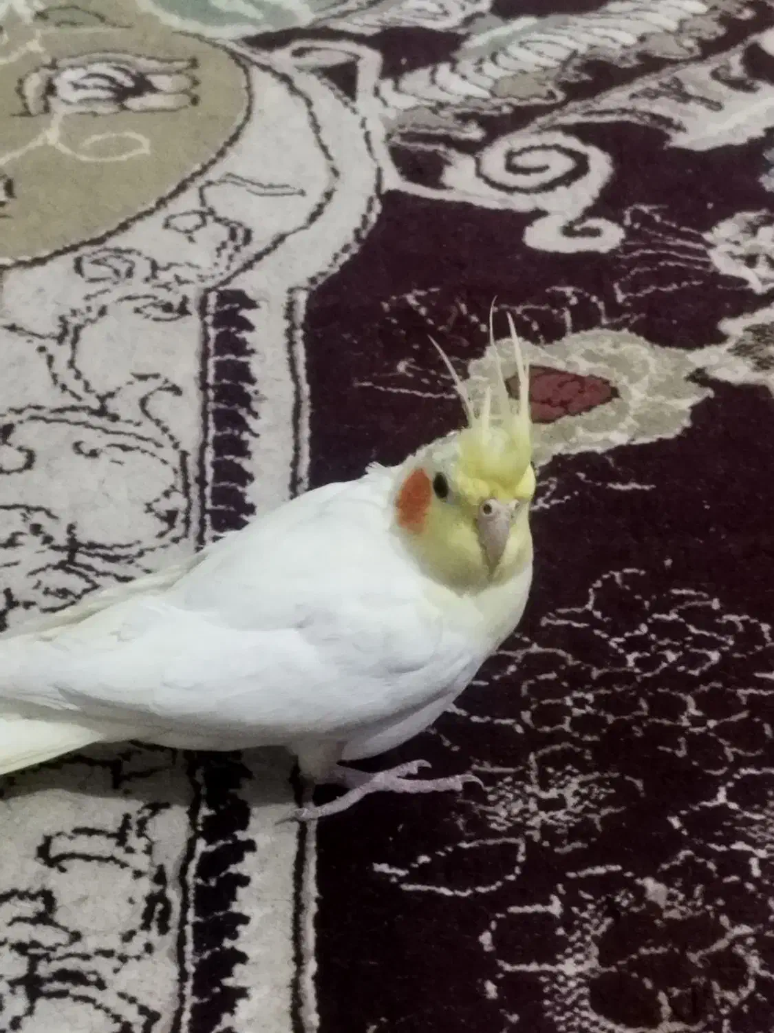 عروس هلندی|حیوانات|اسفراین, |دیوار