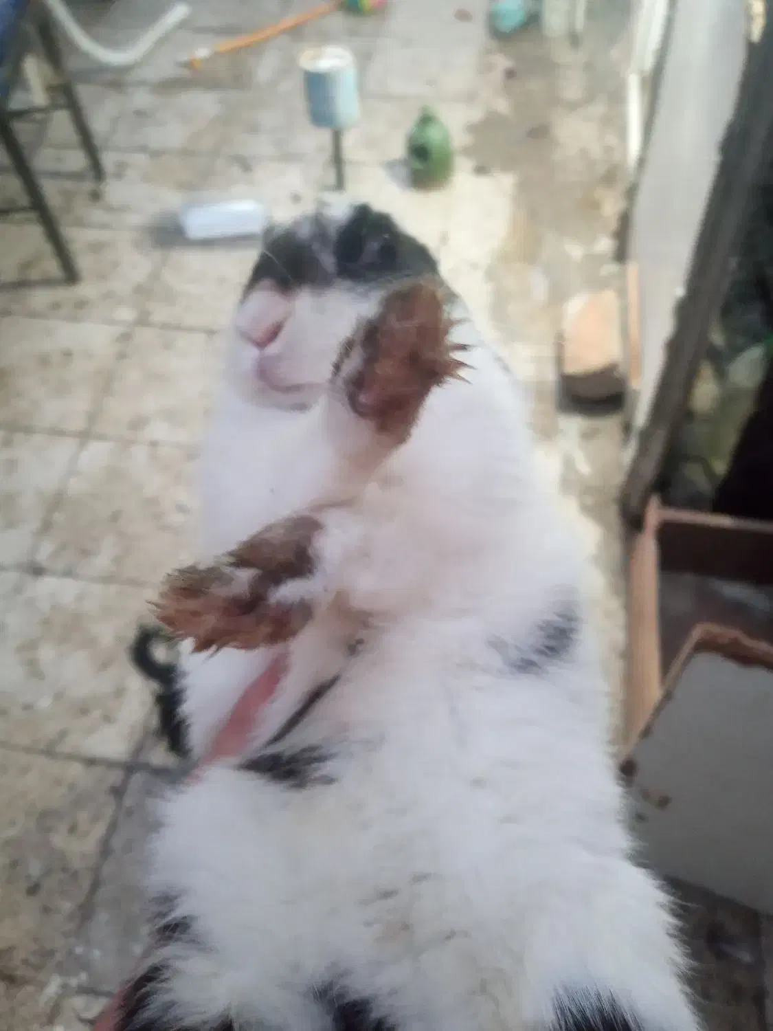 خرگوش خارجی|موش و خرگوش|قم, علی آباد|دیوار