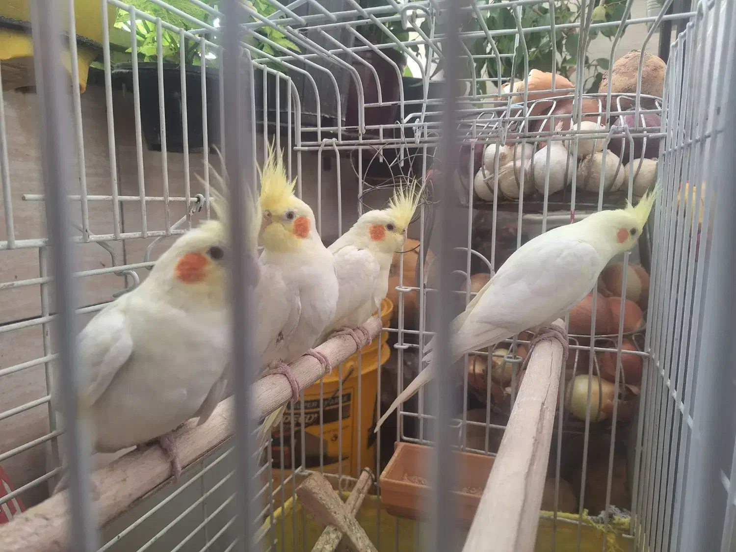 عروس هلندی 4 عدد جفت|پرنده|اندیشه, شهرک مریم|دیوار