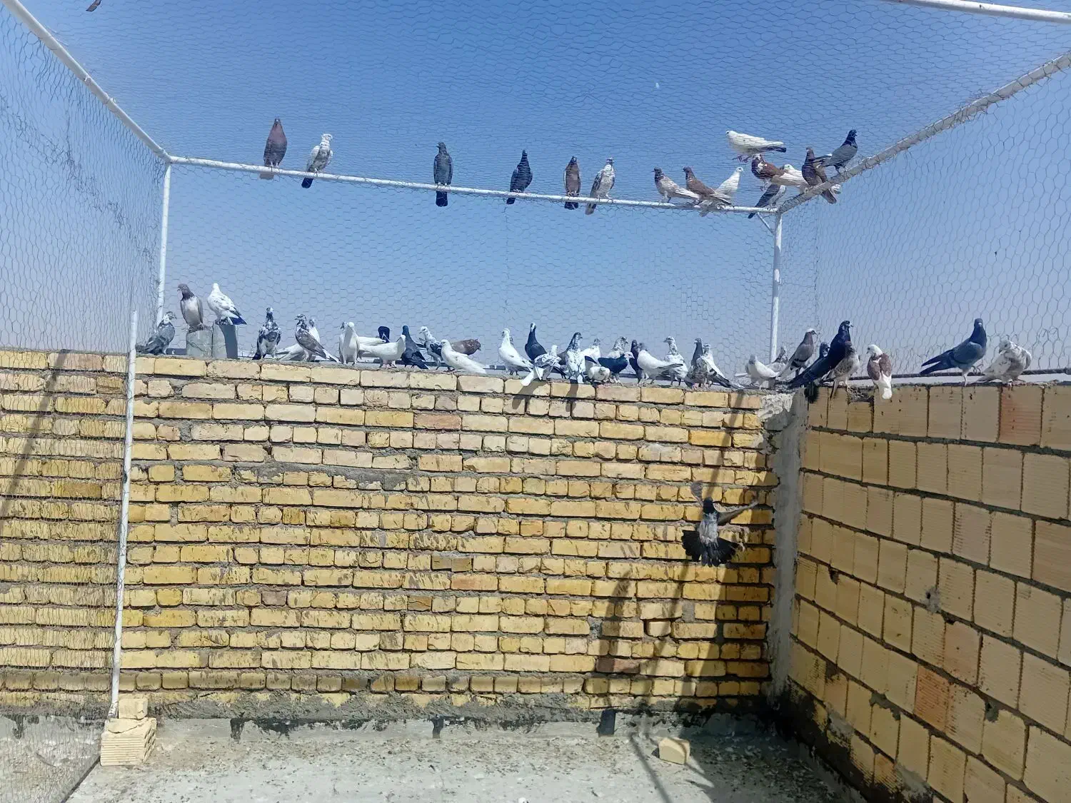 کبوتر|پرنده|آران و بیدگل, |دیوار